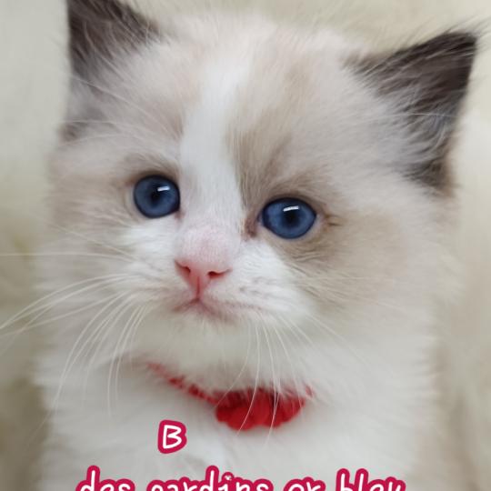B Mâle Ragdoll