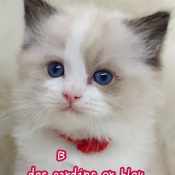 B Mâle Ragdoll