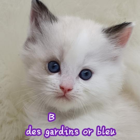 B Mâle Ragdoll