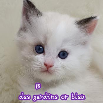 B Mâle Ragdoll
