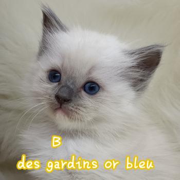 B Femelle Ragdoll