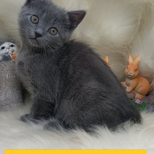 Aragorn Mâle Chartreux