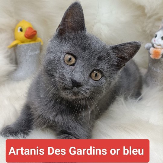 Artanis Femelle Chartreux