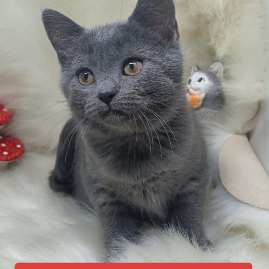 Artanis Femelle Chartreux