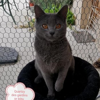 quartzy des gardins or bleu Femelle Chartreux