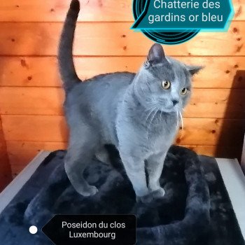 Poseidon Mâle Chartreux