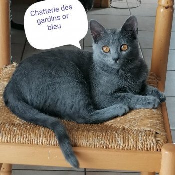 pyrite des gardins or bleu Femelle Chartreux