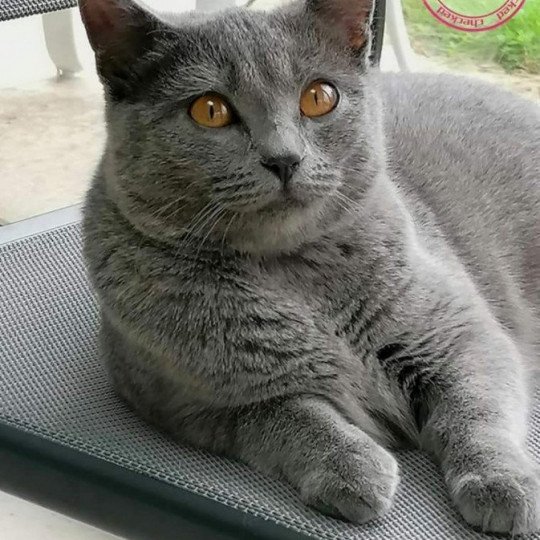 Saraby des gardins or bleu Femelle Chartreux