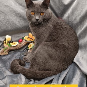 Chaton Chartreux A Vendre Annonces De Chat Chartreux A Adopter Partout En Country