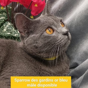 sparrow des gardins or bleu Mâle Chartreux