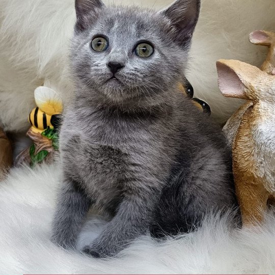 chaton Chartreux blue t..... des gardins or bleu Chatterie des gardins or bleu blue 