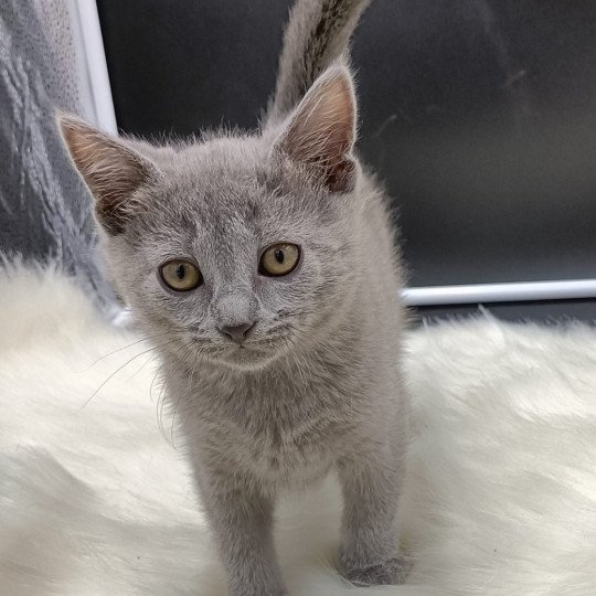 chaton Chartreux blue t..... des gardins or bleu Chatterie des gardins or bleu blue 