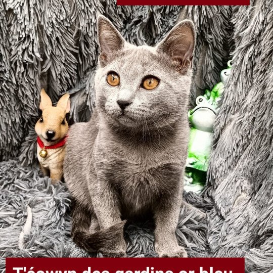 chaton Chartreux blue t'éowyn des gardins or bleu Chatterie des gardins or bleu blue 