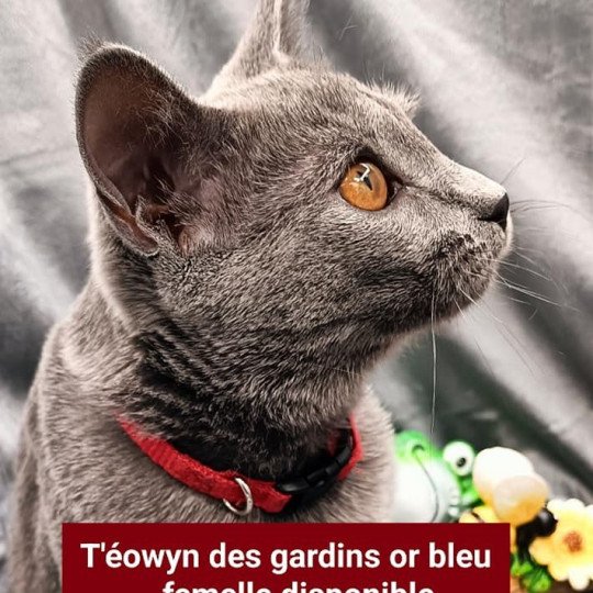 chaton Chartreux blue t'éowyn des gardins or bleu Chatterie des gardins or bleu blue 