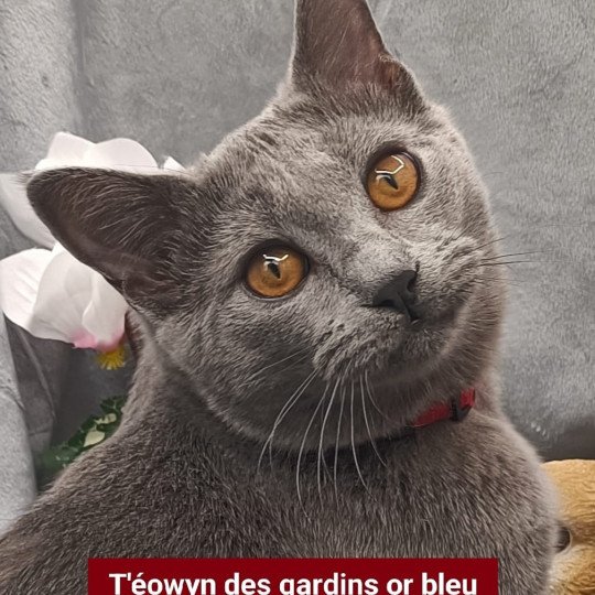 chaton Chartreux blue t'éowyn des gardins or bleu Chatterie des gardins or bleu blue 