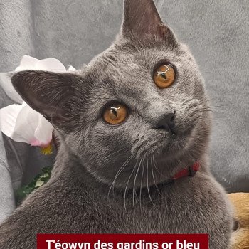 t'éowyn des gardins or bleu Femelle Chartreux