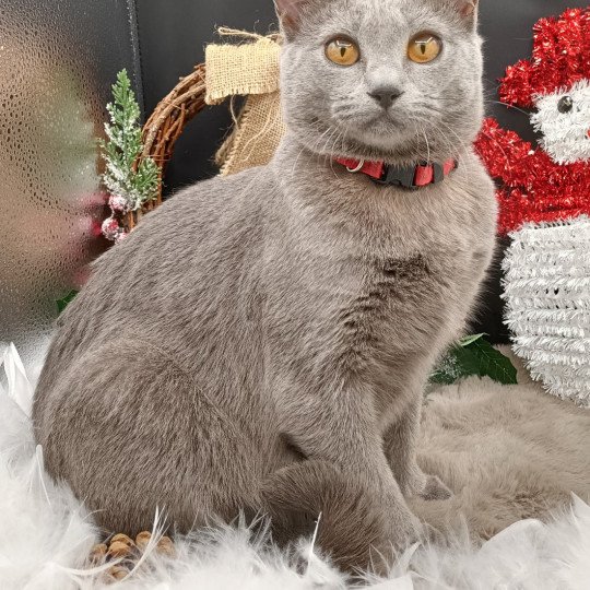 chaton Chartreux blue t'éowyn des gardins or bleu Chatterie des gardins or bleu blue 