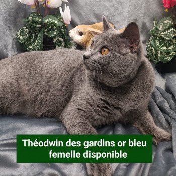 téhodwin des gardins or bleu Femelle Chartreux