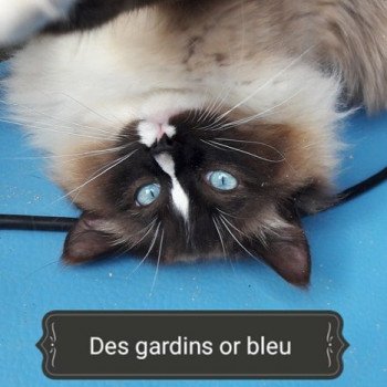 Napoleon de la cucullotine Mâle Ragdoll