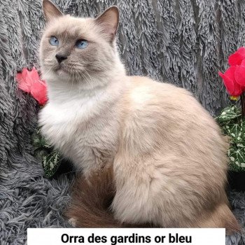 Orra Des Gardins Or Bleu Femelle Ragdoll