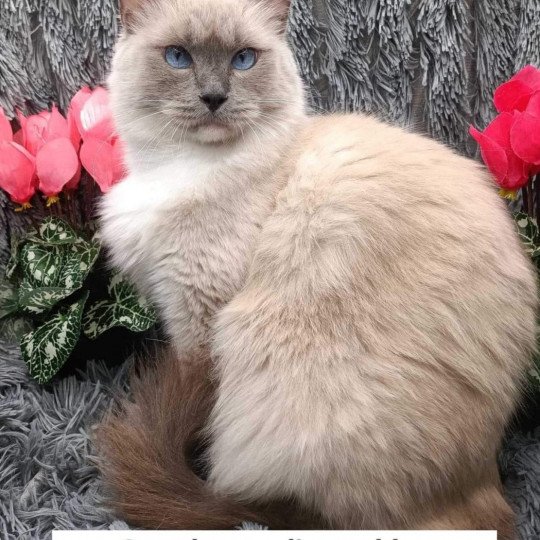 chat Ragdoll Orra Des Gardins Or Bleu Chatterie des gardins or bleu  