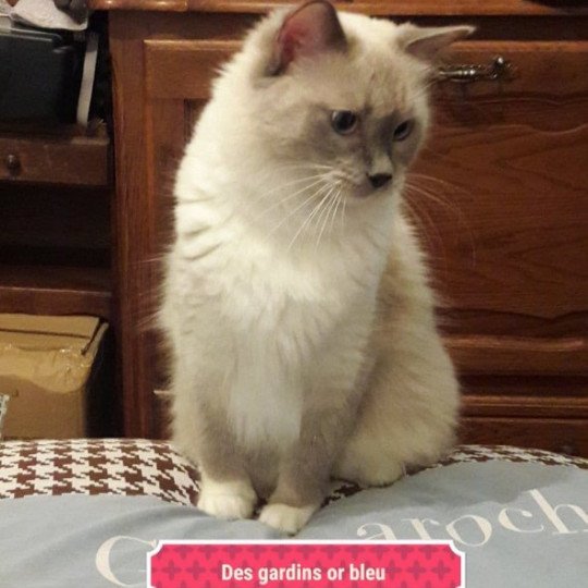 chat Ragdoll Orra Des Gardins Or Bleu Chatterie des gardins or bleu  