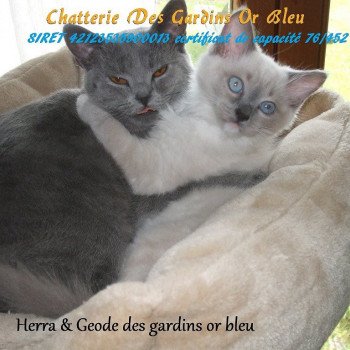 Chatterie des gardins or bleu