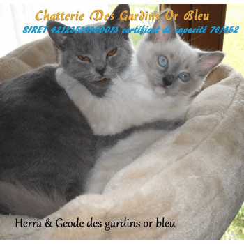 Chatterie Des Gardins Or Bleu Elevage De Chat Ragdoll Chartreux Chatterie Des Gardins Or Bleu Elevage De Chat Ragdoll Chartreux