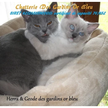 Chatterie des gardins or bleu