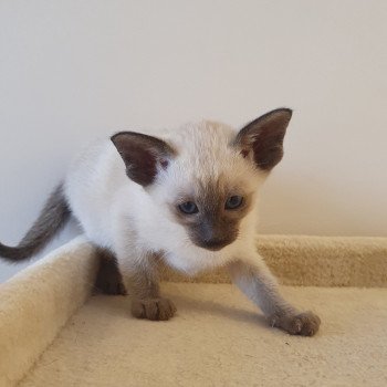 Chatterie de la forêt de Naoli