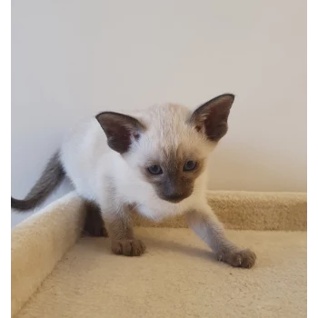 Chatterie de la forêt de Naoli