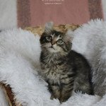 1er chaton (Portée Talya ❤ Tetsen) - Mâle  Mâle American Curl Longhair