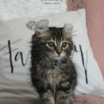 2e chaton (Portée Talya ❤ Tetsen) - Mâle  Mâle American Curl Longhair