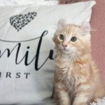3e chaton (Portée Talya ❤ Tetsen) - Mâle Mâle American Curl Longhair 3e chaton (Portée Talya ❤ Tetsen) - Mâle Mâle American Curl Longhair