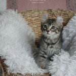 4e chaton (Portée Talya ❤ Tetsen) - Femelle  Femelle American Curl Longhair