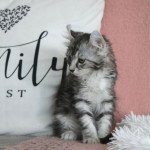 5e chaton (Portée Talya ❤ Tetsen) - Femelle  Femelle American Curl Longhair