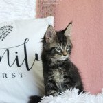 1er chaton (Portée Tsorën ❤ Soprano) - Mâle brown blotched tabby Mâle Maine coon 1er chaton (Portée Tsorën ❤ Soprano) - Mâle brown blotched tabby Mâle Maine coon