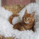 2e chaton (Portée Tsorën ❤ Soprano) - Mâle red blotched tabby Mâle Maine coon