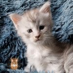 Tartine l'étoile d'aslan Femelle Maine coon Tartine l'étoile d'aslan Femelle Maine coon