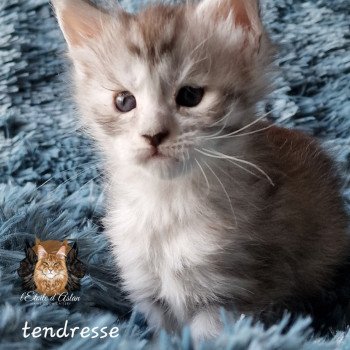 Tendresse l'étoile d'aslan Femelle Maine coon