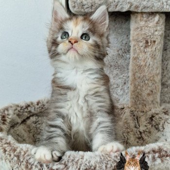 Tornade l'étoile d'aslan Femelle Maine coon