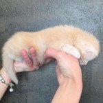 1er chaton (Portée Xéna ❤ Arès 2022) - Mâle  Mâle Maine coon