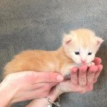 2e chaton (Portée Xéna ❤ Arès 2022) - Mâle Mâle Maine coon 2e chaton (Portée Xéna ❤ Arès 2022) - Mâle Mâle Maine coon