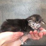 3e chaton (Portée Xéna ❤ Arès 2022) - Femelle Black blotched Tabby Tortie Femelle Maine coon 3e chaton (Portée Xéna ❤ Arès 2022) - Femelle Black blotched Tabby Tortie Femelle Maine coon