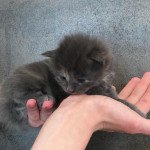 4e chaton (Portée Xéna ❤ Arès 2022) - Femelle Blue Tortie Femelle Maine coon 4e chaton (Portée Xéna ❤ Arès 2022) - Femelle Blue Tortie Femelle Maine coon