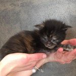 5e chaton (Portée Xéna ❤ Arès 2022) - Femelle Black Tortie Femelle Maine coon