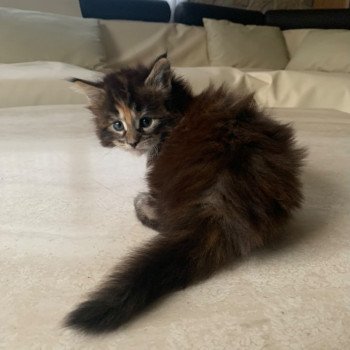 Vaïa de DS Cats Femelle Maine coon
