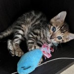 TARGET Mâle Bengal TARGET Mâle Bengal
