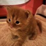 TAO Mâle Maine coon TAO Mâle Maine coon
