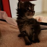 TICHAT Mâle Maine coon TICHAT Mâle Maine coon